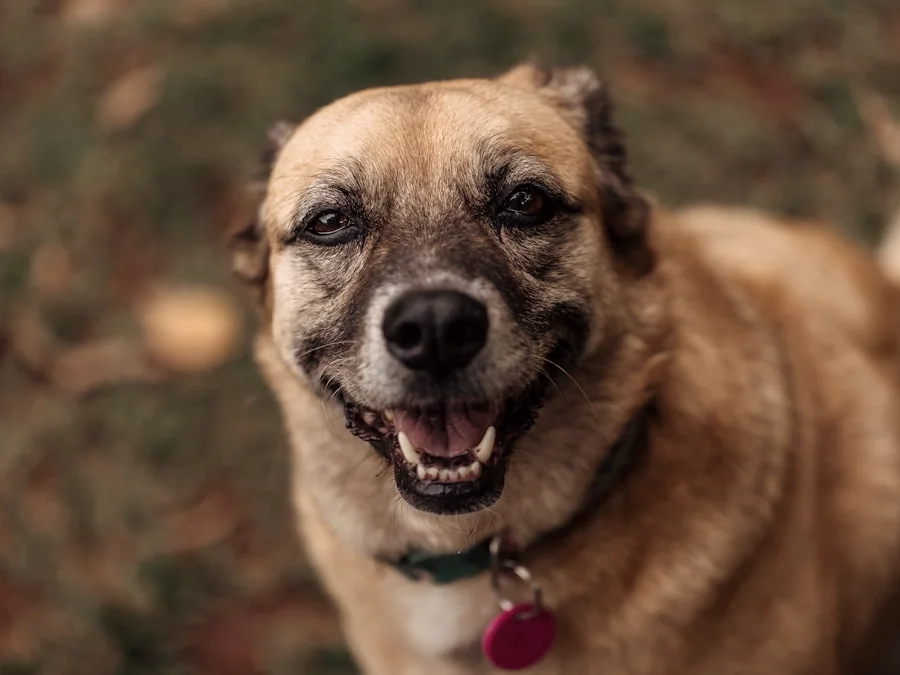 A grey muzzled senior dog smiling in autumn light.