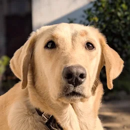 Floater, a golden labrador
