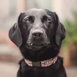 Juno, a black dog