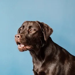 Mack, a chocolate labrador